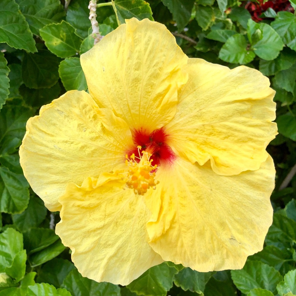 Meet your Posher, Josie